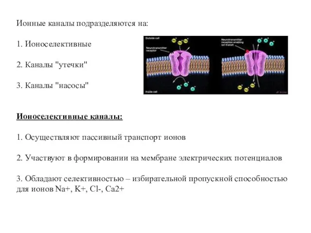 Ионные каналы подразделяются на: 1. Ионоселективные 2. Каналы "утечки" 3. Каналы "насосы" Ионоселективные