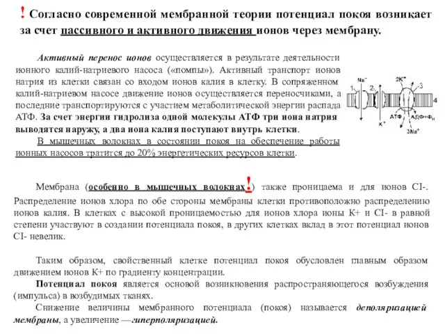 Активный перенос ионов осуществляется в результате деятельности ионного калий-натриевого насоса («помпы»). Активный транспорт