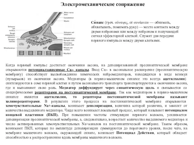 Когда нервный импульс достигает окончания аксона, на деполяризованной пресинаптической мембране открываются потенциалзависимые Са2+