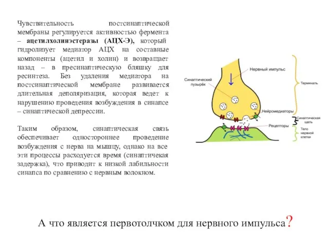 Чувствительность постсинаптической мембраны регулируется активностью фермента – ацетилхолинэстеразы (АЦХ-Э), который гидролизует медиатор АЦХ