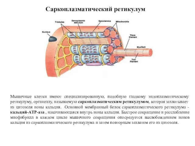 Саркоплазматический ретикулум Мышечные клетки имеют специализированную, подобную гладкому эндоплазматическому ретикулуму, органеллу, называемую саркоплазматическим