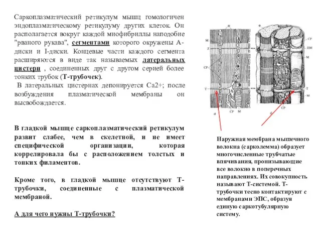 Саркоплазматический ретикулум мышц гомологичен эндоплазматическому ретикулуму других клеток. Он располагается вокруг каждой миофибриллы