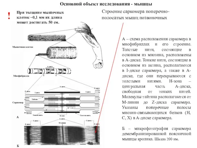 А – схема расположения саркомера в миофибриллах и его строение. Толстые нити, состоящие