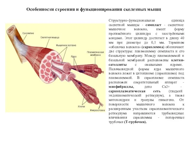 Структурно-функциональная единица скелетной мышцы - симпласт - скелетное мышечное волокно, имеет форму протяжённого