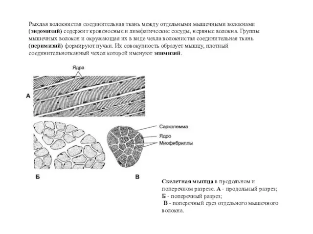 Рыхлая волокнистая соединительная ткань между отдельными мышечными волокнами (эндомизий) содержит кровеносные и лимфатические