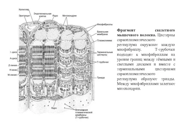 Фрагмент скелетного мышечного волокна. Цистерны саркоплазматического ретикулума окружают каждую миофибриллу. Т-трубочки подходят к