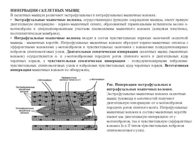 ИННЕРВАЦИЯ СКЕЛЕТНЫХ МЫШЦ В скелетных мышцах различают экстрафузальные и интрафузальные мышечные волокна. •