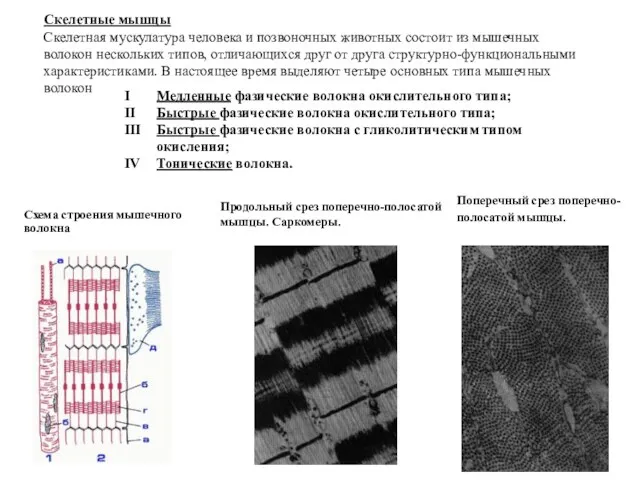 Схема строения мышечного волокна Продольный срез поперечно-полосатой мышцы. Саркомеры. Поперечный срез поперечно-полосатой мышцы.