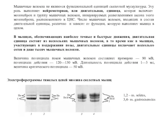 Мышечные волокна не являются функциональной единицей скелетной мускулатуры. Эту роль выполняет нейромоторная, или