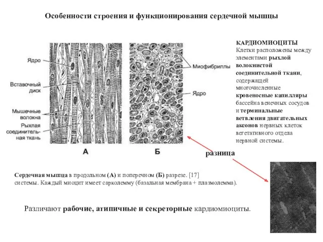 КАРДИОМИОЦИТЫ Клетки расположены между элементами рыхлой волокнистой соединительной ткани, содержащей многочисленные кровеносные капилляры