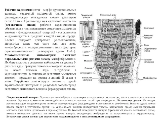 Рабочие кардиомиоциты - морфо-функциональные единицы сердечной мышечной ткани, имеют цилиндрическую ветвящуюся форму диаметром