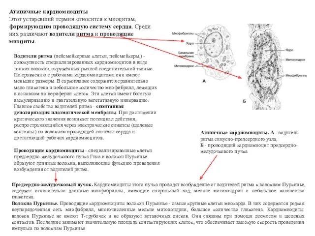 Водители ритма (пейсмейкерные клетки, пейсмейкеры,) - совокупность специализированных кардиомиоцитов в виде тонких волокон,