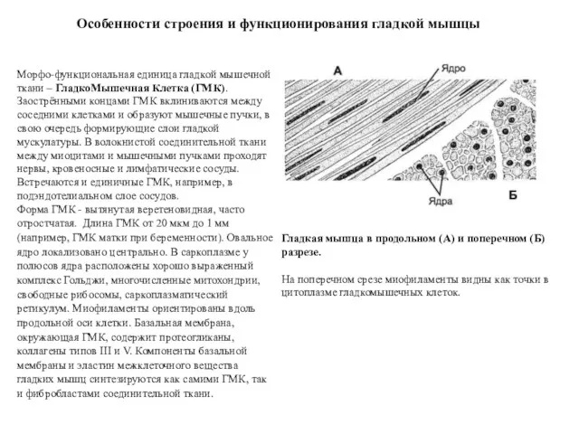 Морфо-функциональная единица гладкой мышечной ткани – ГладкоМышечная Клетка (ГМК). Заострёнными концами ГМК вклиниваются