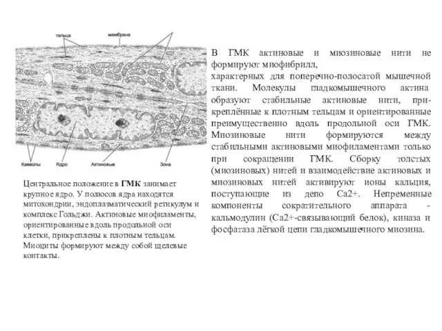 Центральное положение в ГМК занимает крупное ядро. У полюсов ядра находятся митохондрии, эндоплазматический