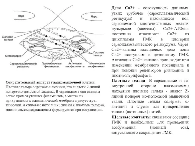 Сократительный аппарат гладкомышечной клетки. Плотные тельца содержат α-актинин, это аналоги Z-линий поперечно-полосатой мышцы.