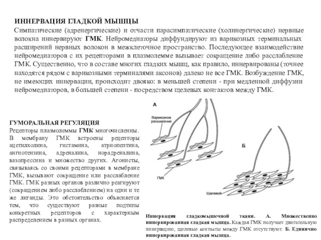 ИННЕРВАЦИЯ ГЛАДКОЙ МЫШЦЫ Симпатические (адренергические) и отчасти парасимпатические (холинергические) нервные волокна иннервируют ГМК.