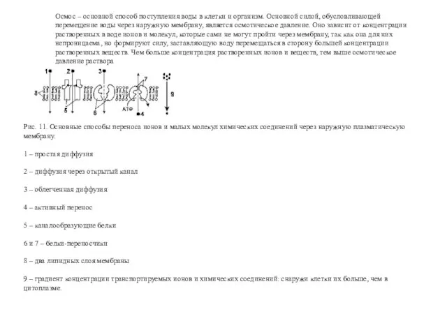 Осмос – основной способ поступления воды в клетки и организм. Основной силой, обусловливающей