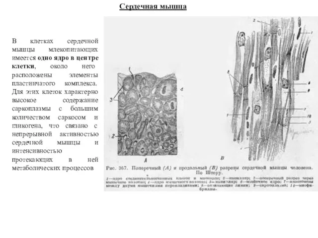 Сердечная мышца В клетках сердечной мышцы млекопитающих имеется одно ядро в центре клетки,