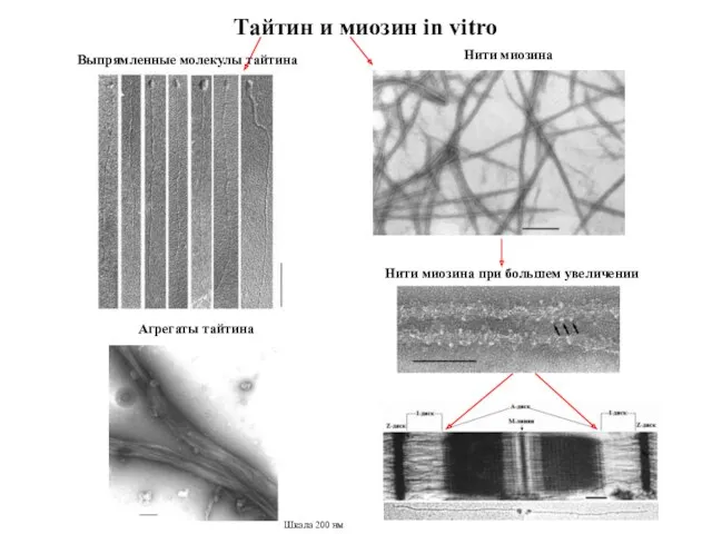 Тайтин и миозин in vitro Выпрямленные молекулы тайтина Агрегаты тайтина Нити миозина Шкала