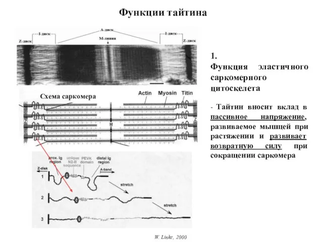 Функции тайтина W. Linke, 2000 1. Функция эластичного саркомерного цитоскелета - Тайтин вносит