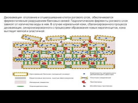 Десквамация- отслоение и отшелушивание клеток рогового слоя, обеспечивается ферментативным разрушением белковых связей. Гидролитические