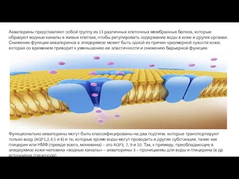 Аквапорины представляют собой группу из 13 различных клеточных мембранных белков, которые образуют водные