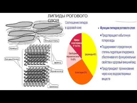 ЛИПИДЫ РОГОВОГО СЛОЯ