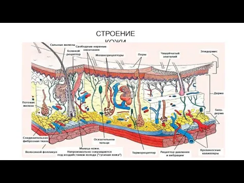 СТРОЕНИЕ КОЖИ