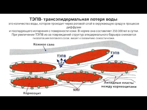 ТЭПВ- трансэпидермальная потеря воды- это количество воды, которое проходит через