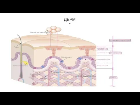 ДЕРМА