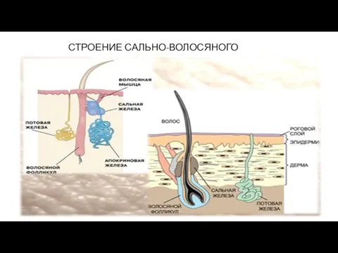 СТРОЕНИЕ САЛЬНО-ВОЛОСЯНОГО ФОЛЛИКУЛА