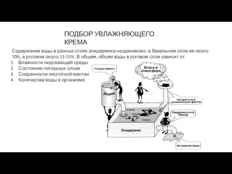 ПОДБОР УВЛАЖНЯЮЩЕГО КРЕМА Содержание воды в разных слоях эпидермиса неодинаково-