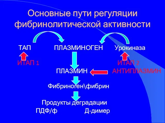 Основные пути регуляции фибринолитической активности ТАП ПЛАЗМИНОГЕН Урокиназа ИТАП 1