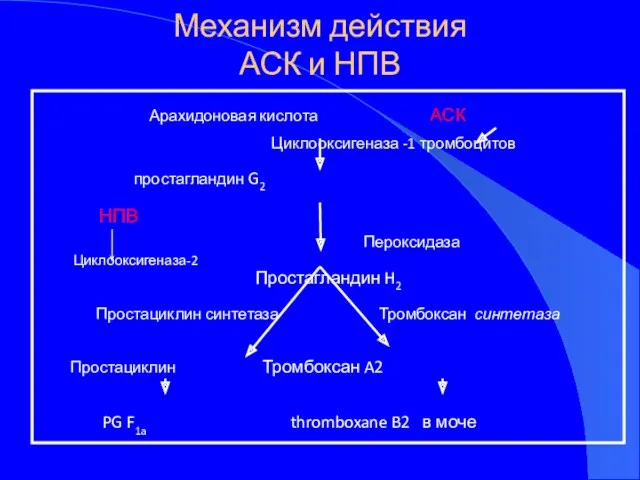 Механизм действия АСК и НПВ Арахидоновая кислота АСК Циклооксигеназа -1