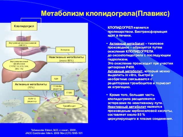 Метаболизм клопидогрела(Плавикс) Tabassome Simon, M.D. с соавт., 2009 , JACC