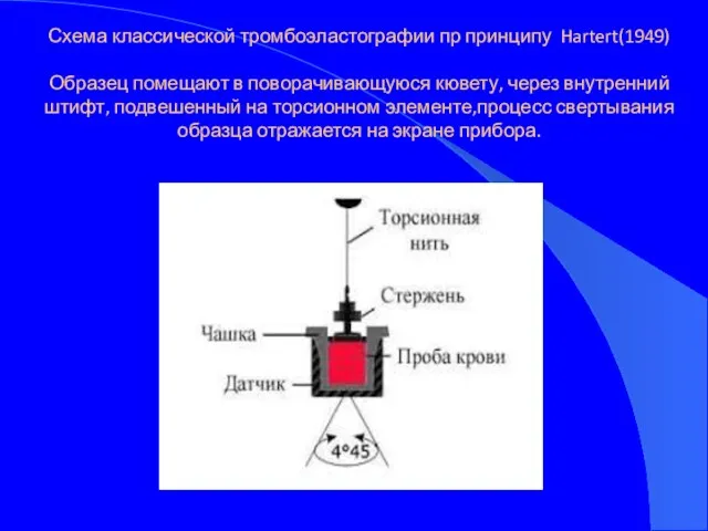 Схема классической тромбоэластографии пр принципу Hartert(1949) Образец помещают в поворачивающуюся