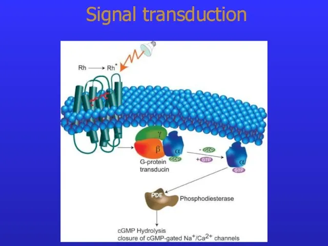 Signal transduction