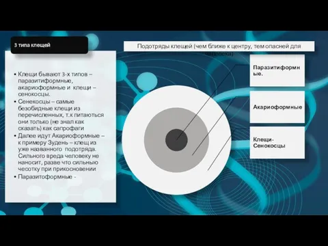 Подотряды клещей (чем ближе к центру, тем опасней для человека)