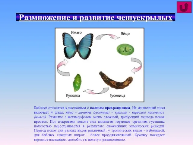 Размножение и развитие чешуекрылых Бабочки относятся к насекомым с полным