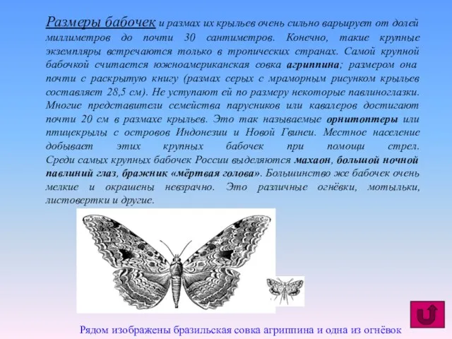 Размеры бабочек и размах их крыльев очень сильно варьирует от