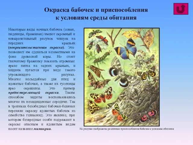 Окраска бабочек и приспособления к условиям среды обитания Некоторые виды