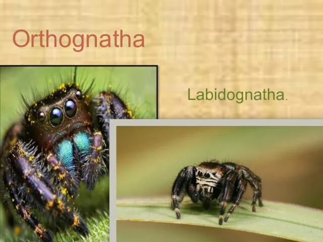 Labidognatha. Orthognatha