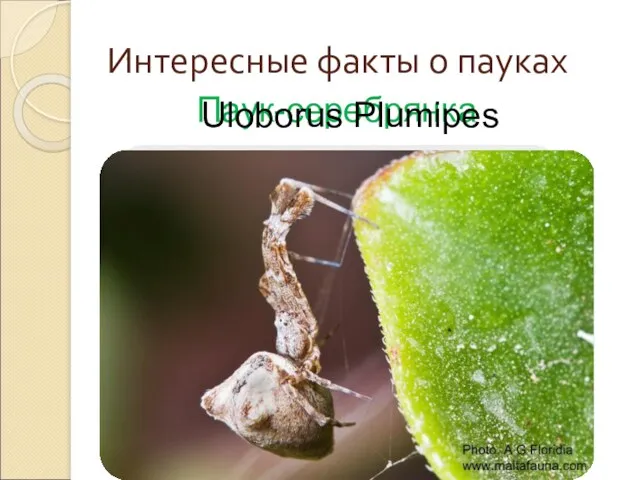 Интересные факты о пауках Паук-серебрянка Uloborus Plumipes