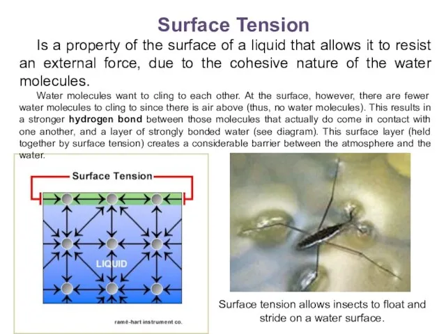 Surface Tension Is a property of the surface of a