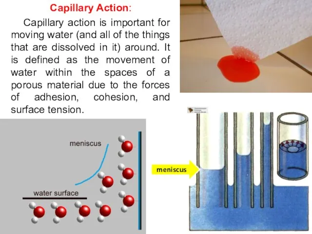 Capillary Action: Capillary action is important for moving water (and