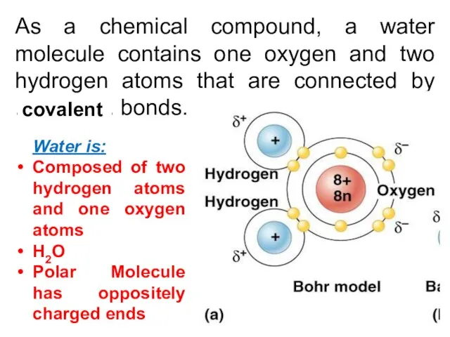 As a chemical compound, a water molecule contains one oxygen