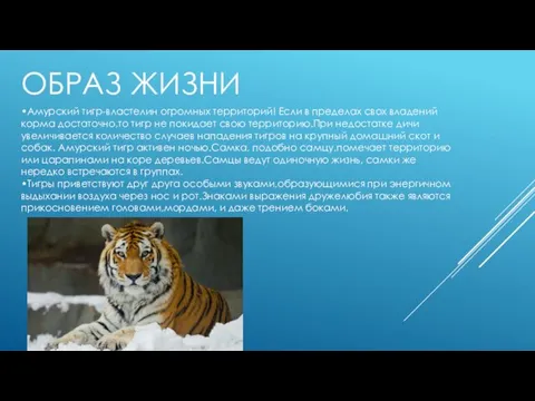 ОБРАЗ ЖИЗНИ •Амурский тигр-властелин огромных территорий! Если в пределах свох