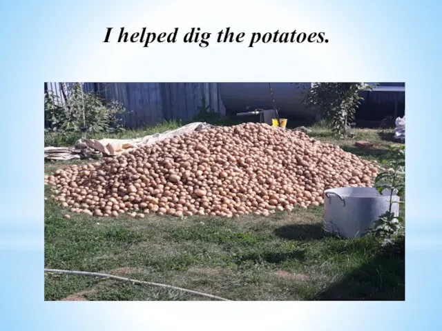 I helped dig the potatoes.