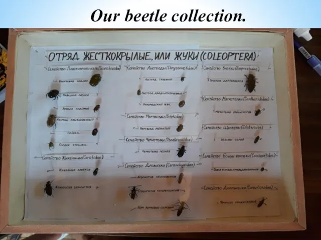 Our beetle collection.