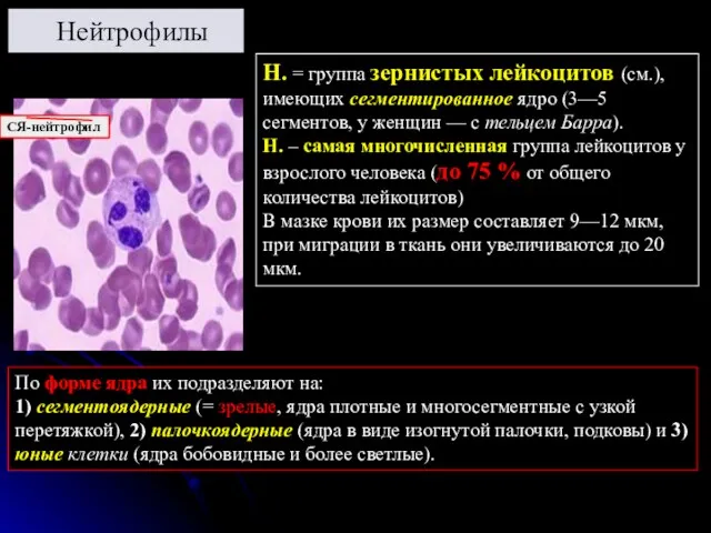 Нейтрофилы Н. = группа зернистых лейкоцитов (см.), имеющих сегментированное ядро